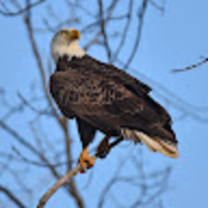 Meet your Posher, Paul